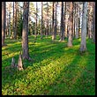 Tuore-Peuravaara, © MS 2004 